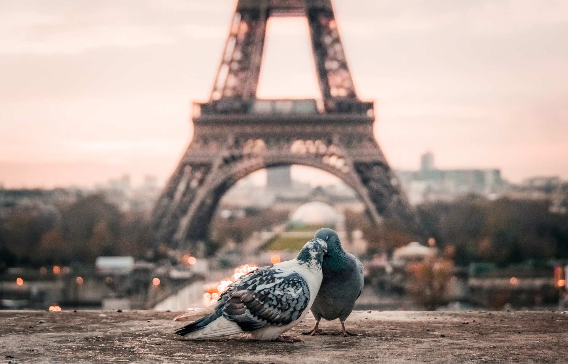 Love Birds in Paris, France